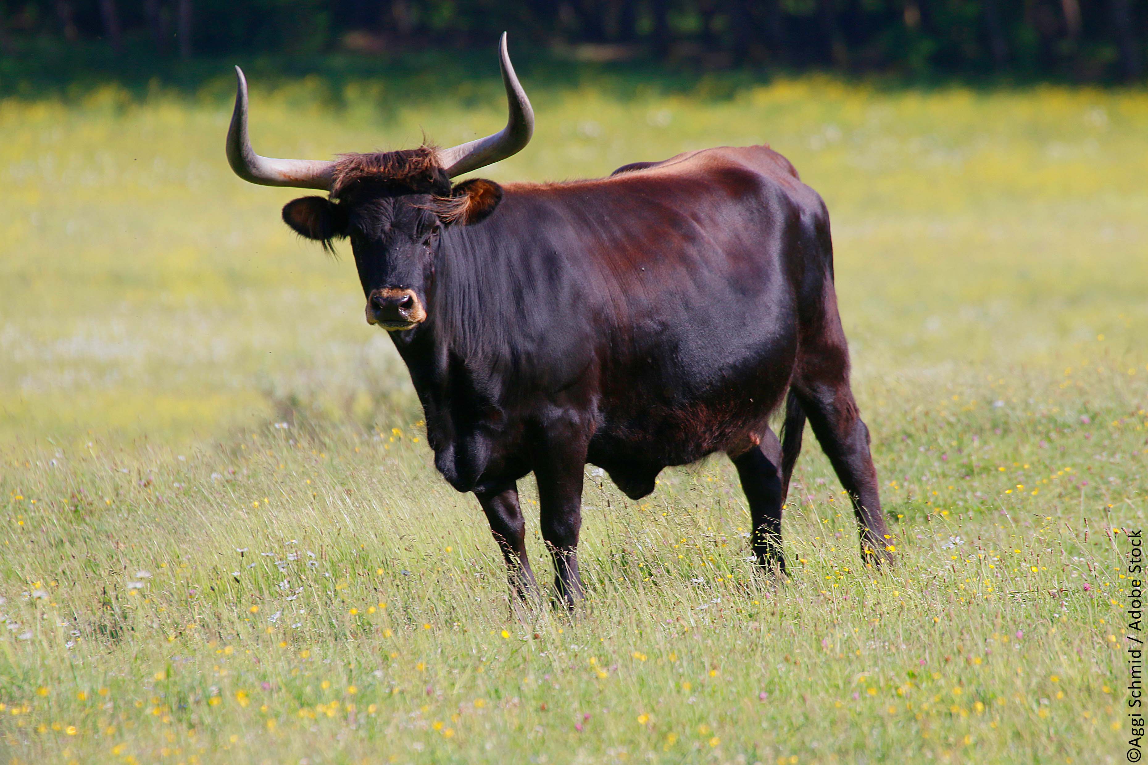 Auerochse auf einer Wiese