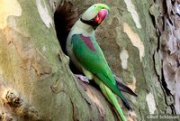 Papagei sitzt im Baum