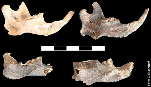 Vier Unterkiefer der Riesenmaulwurfsratte (Tachyoryctes macrocephalus) vor schwarzem Hintergrund
