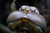 Facettenaugen eines Insekts